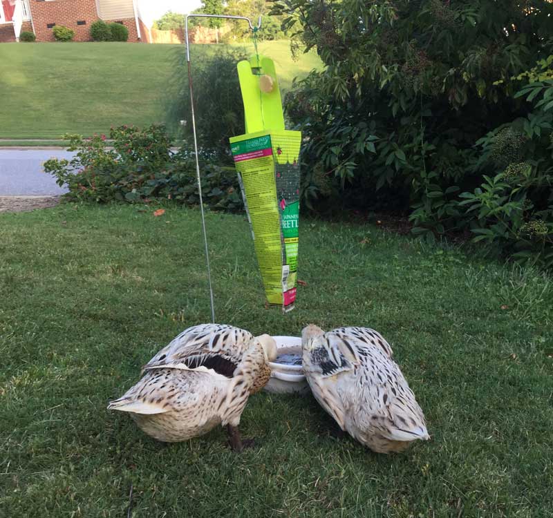 When Life Gives You Japanese Beetles, Make Duck Eggs Tyrant Farms